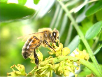 L'abeille noire européenne