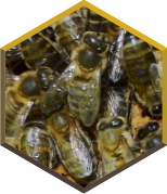 Abeilles ouvrières sur le rayon de miel