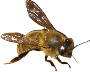 abeille