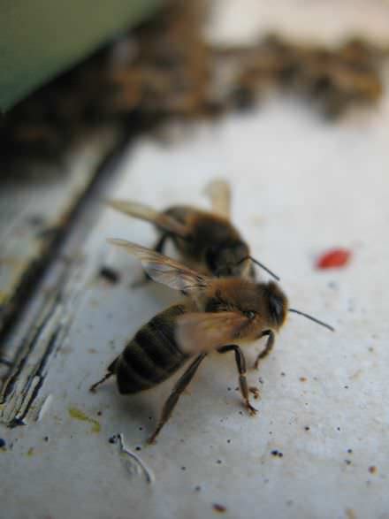 Abeilles sur la planche d'envol