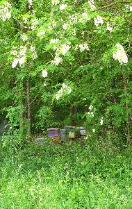 Rucher sous les acacias en fleurs