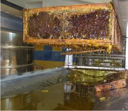 Cadres prèts pour l'extraction du miel