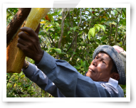 Apiculteur cambodgien