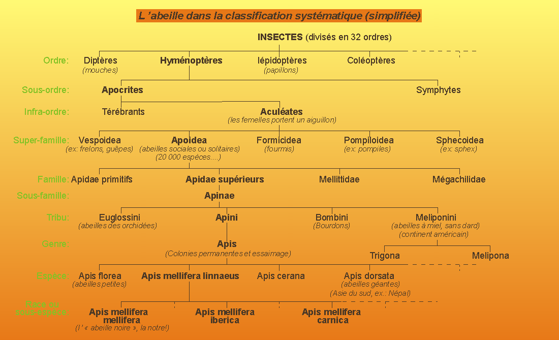 L'abeille noire dans la classification systématique simplifiée