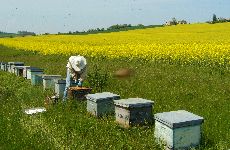 Rucher devant un champ de colza en fleurs