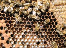 Rayon avec miel et couvain