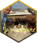 Api-culture