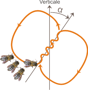 Description de la danse en huit des abeilles