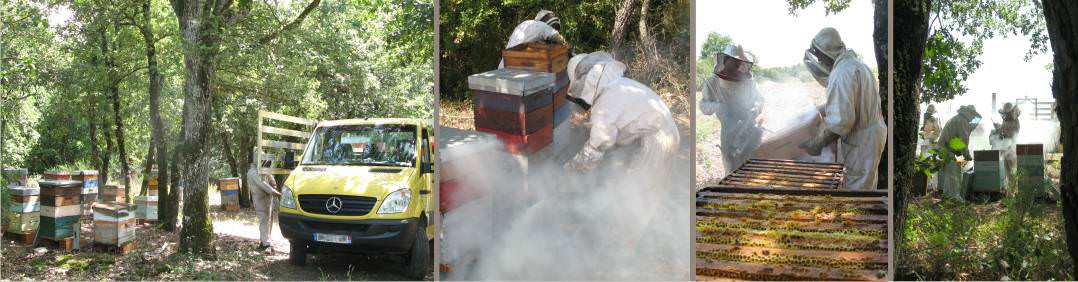 enfumage des hausses avant la récolte