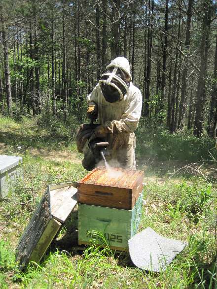 Enfumage de la ruche