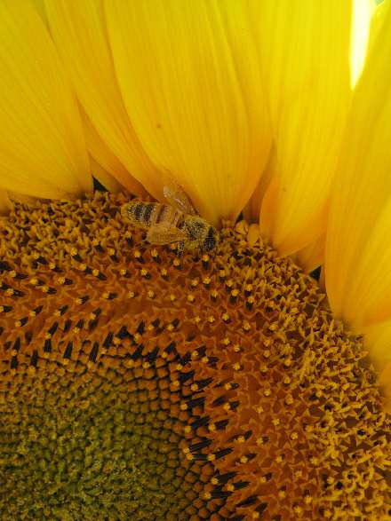 Butineuse sur une fleur de tournesol