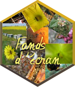 Logo fonds d'écran