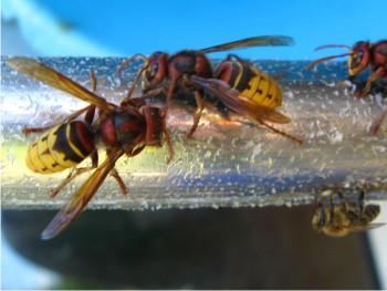 Frelons et abeille