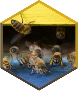 abeilles et plantes mellifères