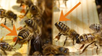 Ouvrières appelantes exhibant la glande de Nasanov