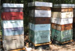 Corps de ruches munis de leurs hausses à cadres