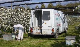 Ruche louées pour la pollénisation