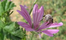 Butineuse couverte de pollen