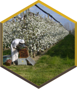 pollinisation d'arbres fruitiers