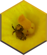 Fleur pollinisée par une abeille