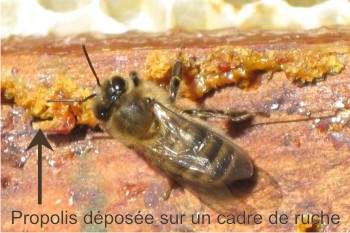 Propolis sur un cadre de ruche