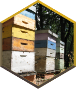 Ruches surmontées de 4 hausses