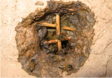 Abeilles à l'entrée de la ruche-tombeau