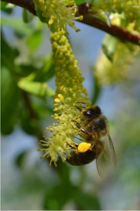 Récolte de pollen de saule