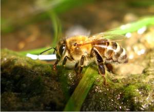 Abeille buvant