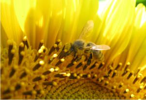 Abeille butinant une fleur de tournesol