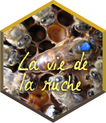 La vie de la ruche