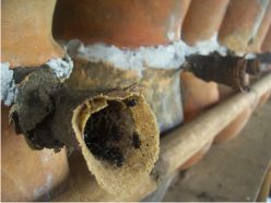 Trou d'envol des abeilles trigones